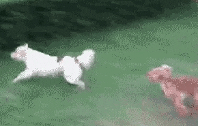 dogs
